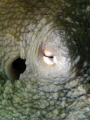   Baby Octopus. DX1G YS100a stacking diopters. No cropping Octopus w/ diopters  